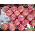 Fresh fuji apple fruit for sale